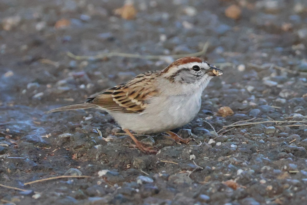 Chipping Sparrow - ML616574032