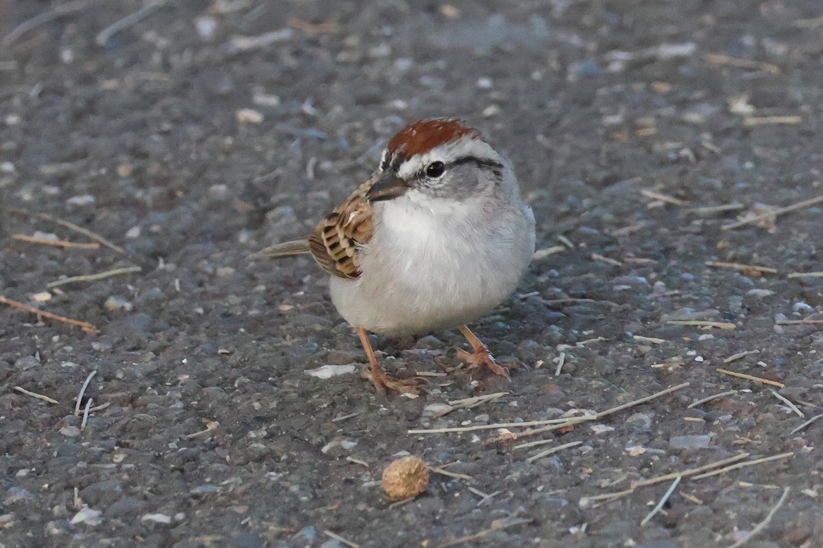 Chipping Sparrow - ML616574034