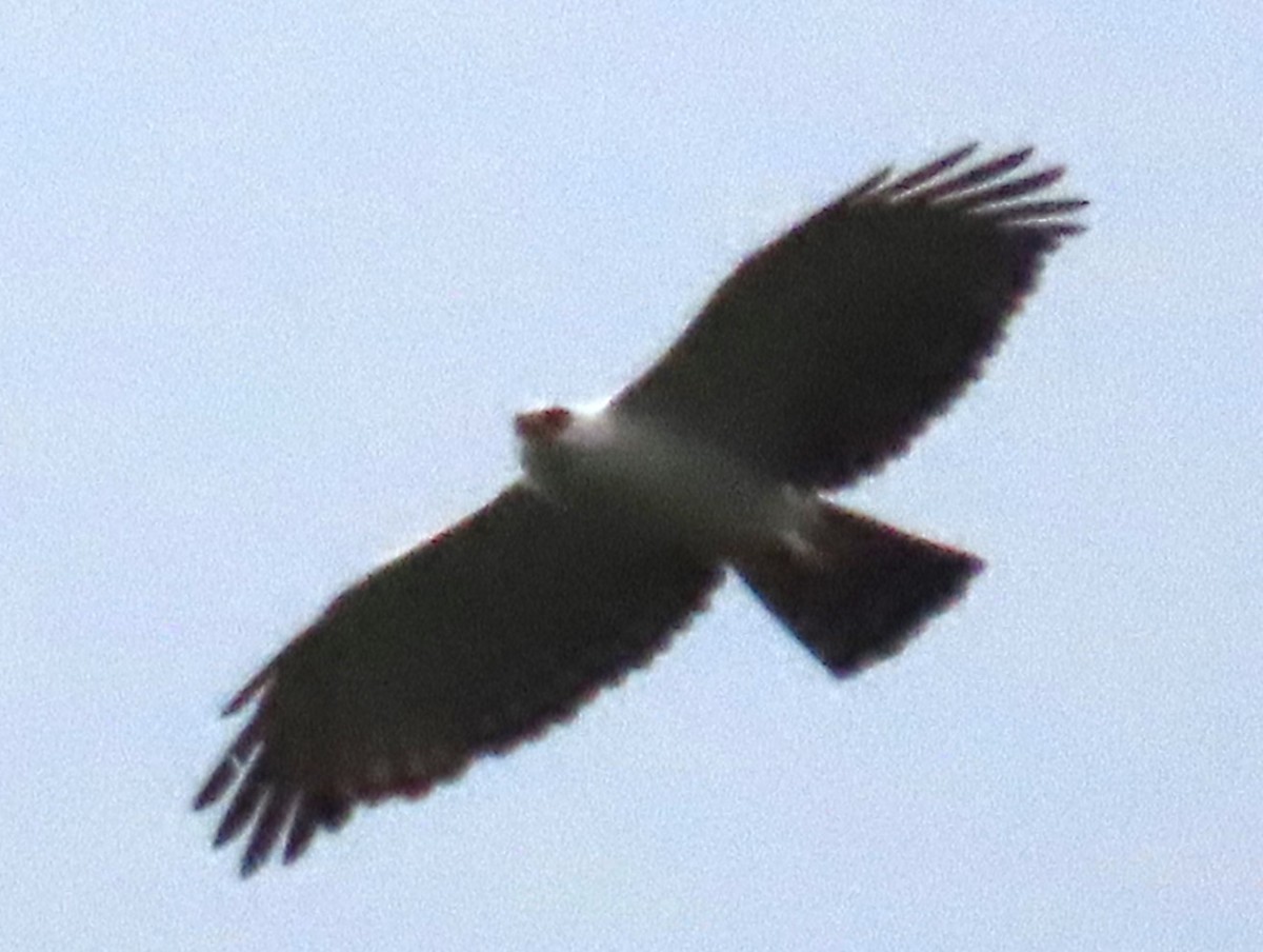 Black-and-white Hawk-Eagle - ML616574084