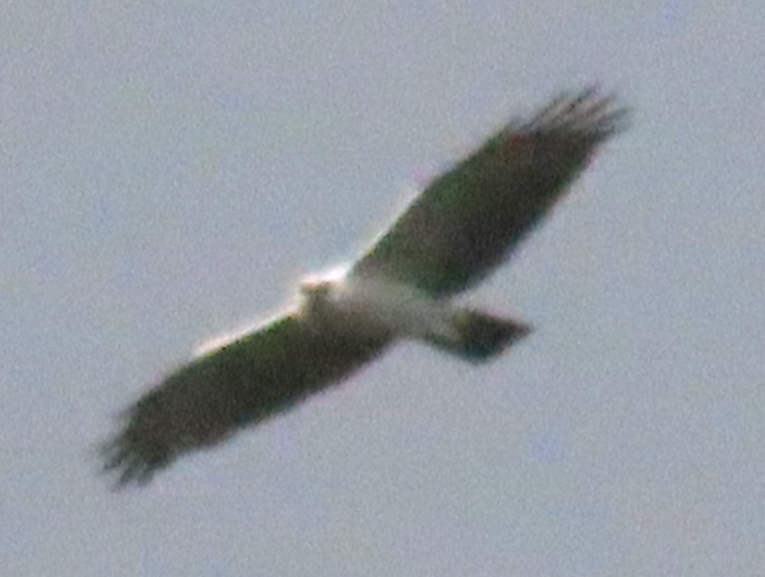 Black-and-white Hawk-Eagle - Duston Larsen