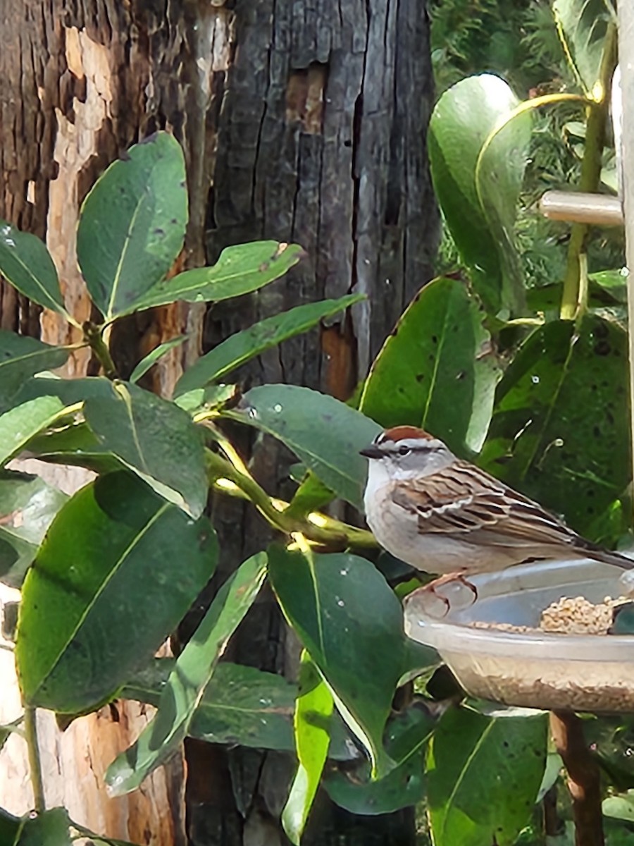 Chipping Sparrow - ML616574157
