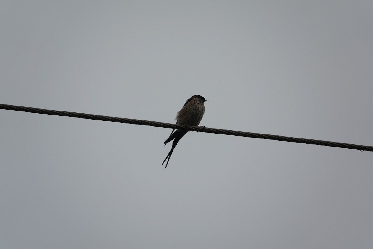 Red-rumped Swallow - ML616574193