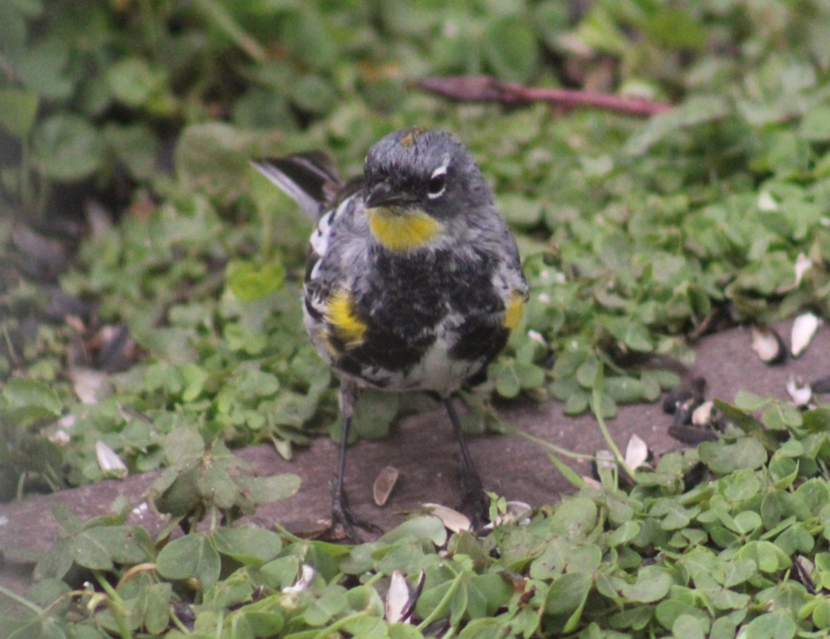 Yellow-rumped Warbler (Audubon's) - ML616574282