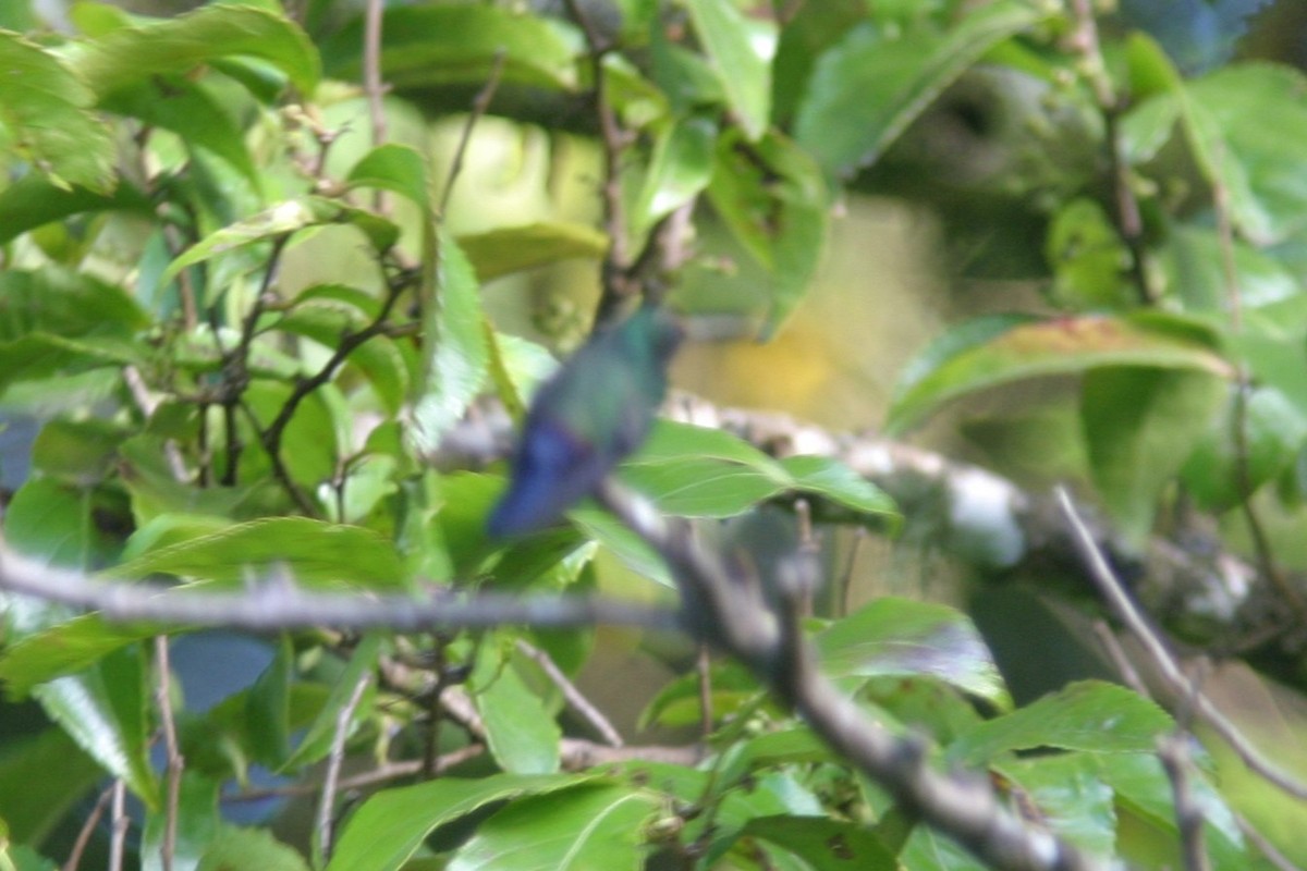Blue-vented Hummingbird - ML616574315