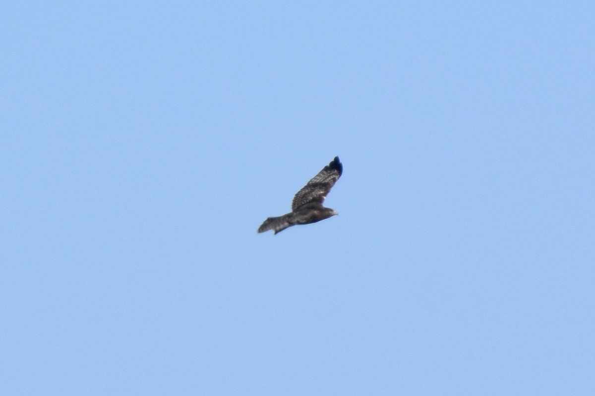 Red-tailed Hawk (Harlan's) - ML616574347