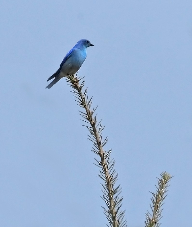 Mountain Bluebird - Helga Knote