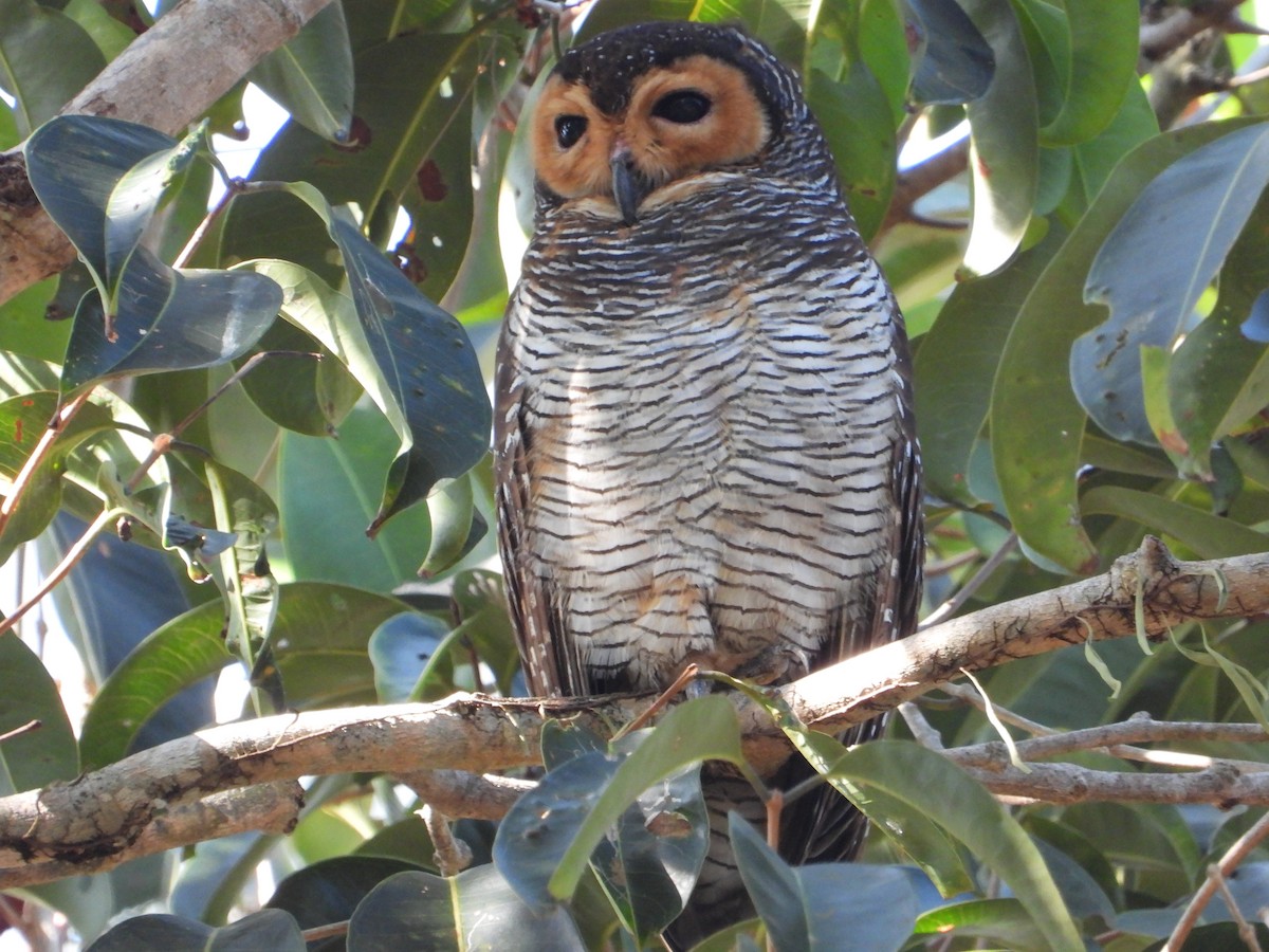 Spotted Wood-Owl - ML616574357