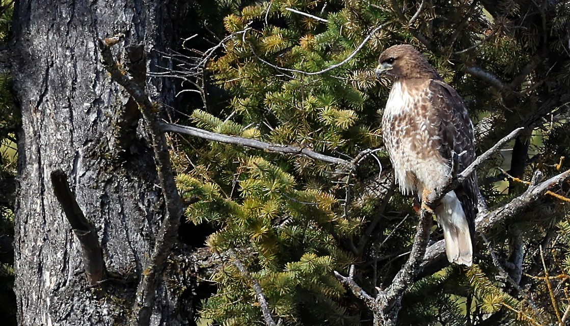 Red-tailed Hawk - Helga Knote