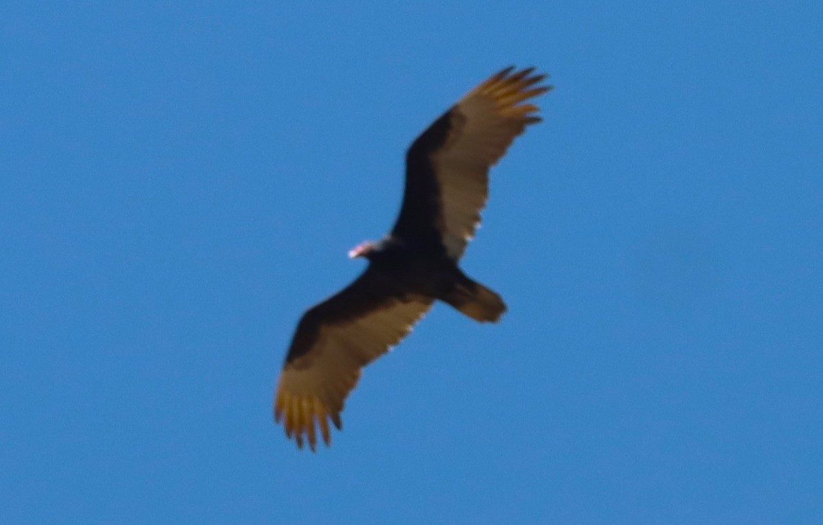 Turkey Vulture - ML616574392
