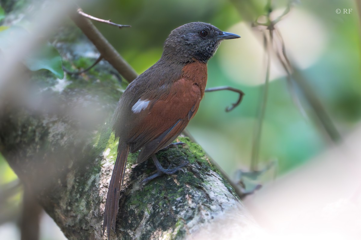 Rufous-breasted Spinetail - ML616574421
