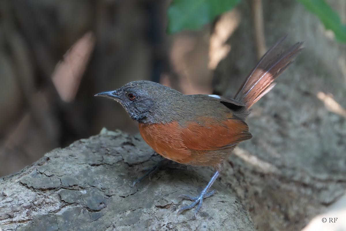 Rufous-breasted Spinetail - Roxie Fu