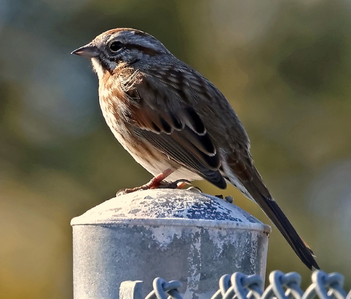 Song Sparrow - Helga Knote