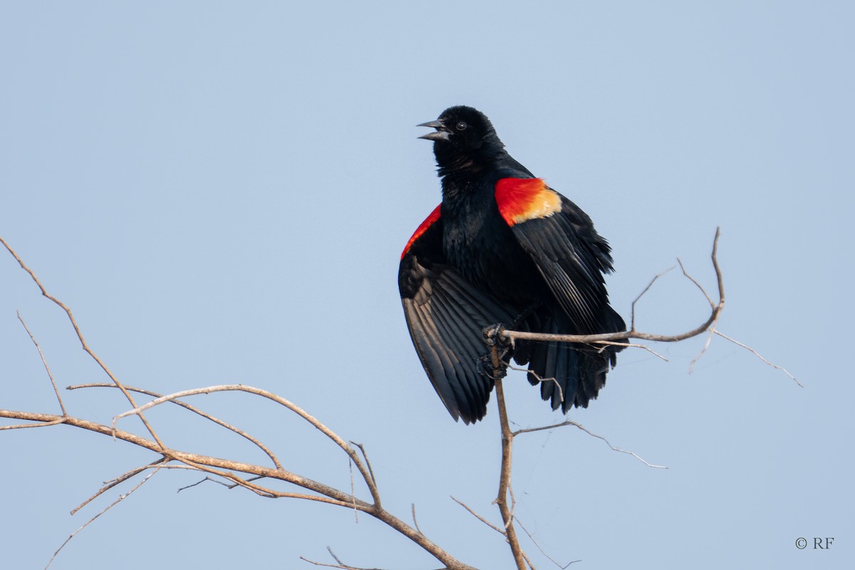 Red-winged Blackbird (Red-winged) - Roxie Fu