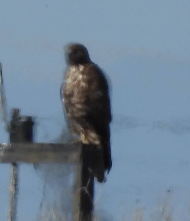 Red-tailed Hawk (Harlan's) - ML616574474