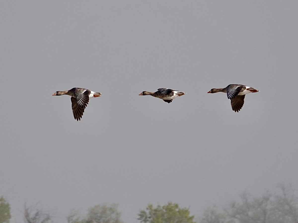 Greater White-fronted Goose - ML616574487