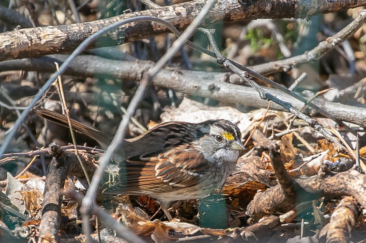 White-throated Sparrow - ML616574516