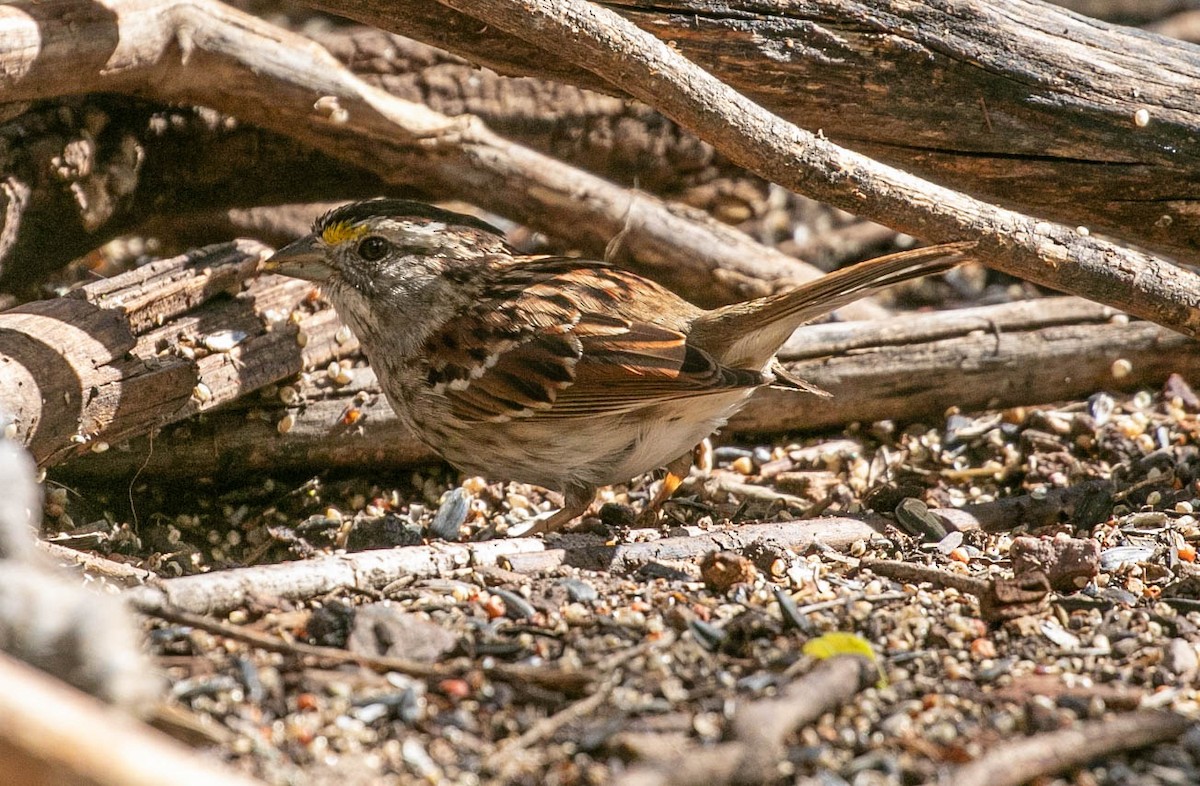 White-throated Sparrow - ML616574520
