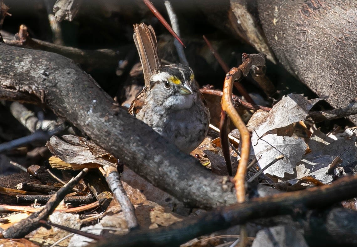 White-throated Sparrow - Larry Schmahl