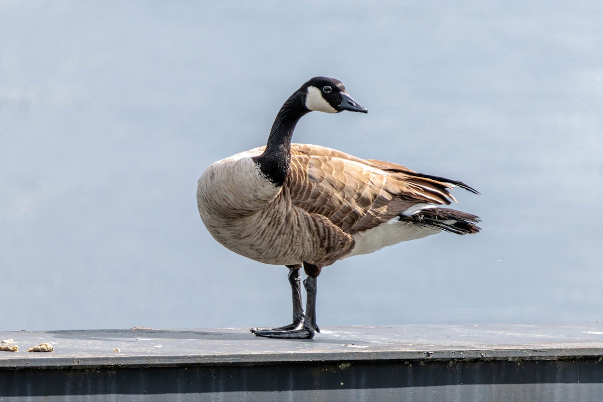Canada Goose - Pierce Louderback