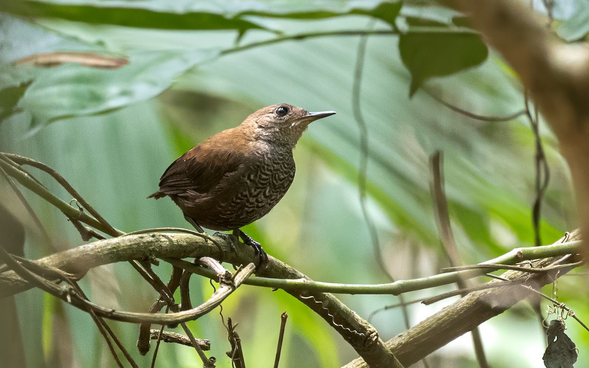 Scaly-breasted Wren - ML616574563