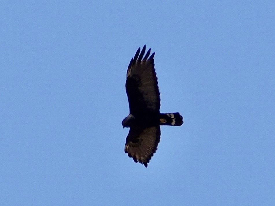 Zone-tailed Hawk - ML616574571