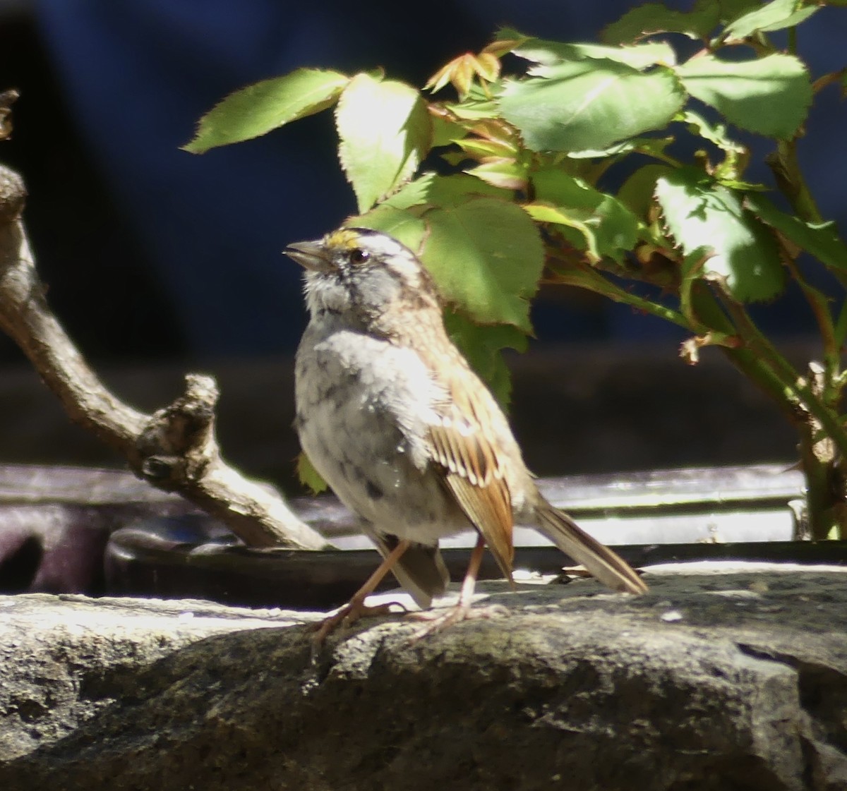 White-throated Sparrow - Jonathan Strandjord