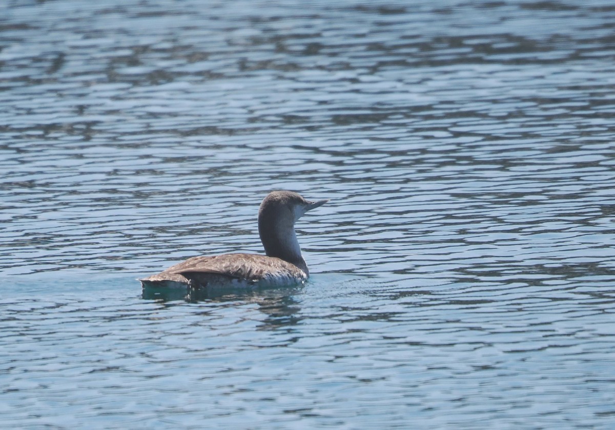Red-throated Loon - ML616574584