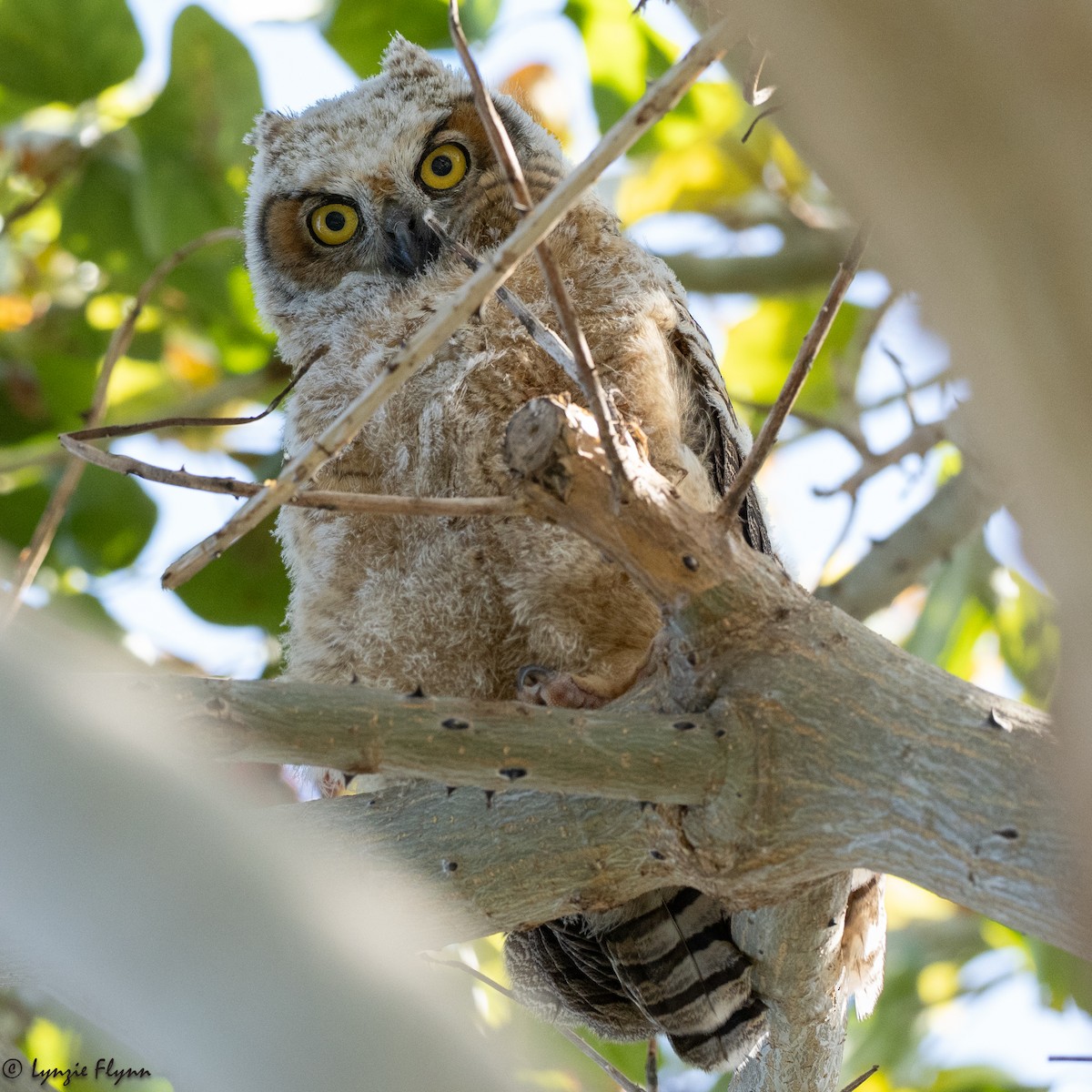 Great Horned Owl - ML616574596