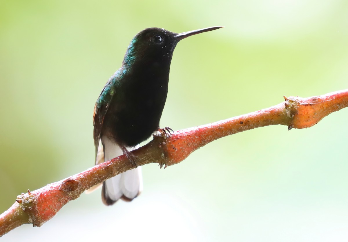 Black-bellied Hummingbird - ML616574614