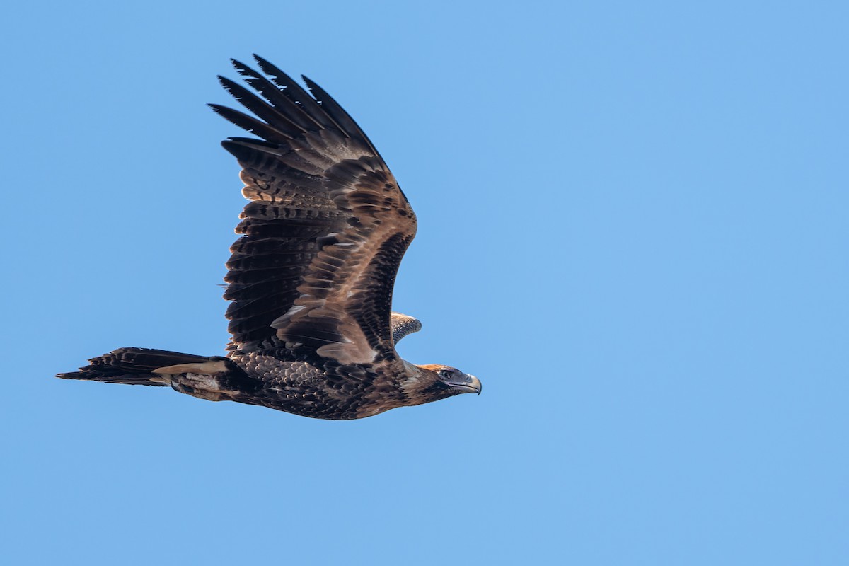 Wedge-tailed Eagle - ML616574616