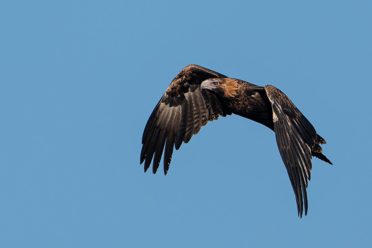 Wedge-tailed Eagle - ML616574617