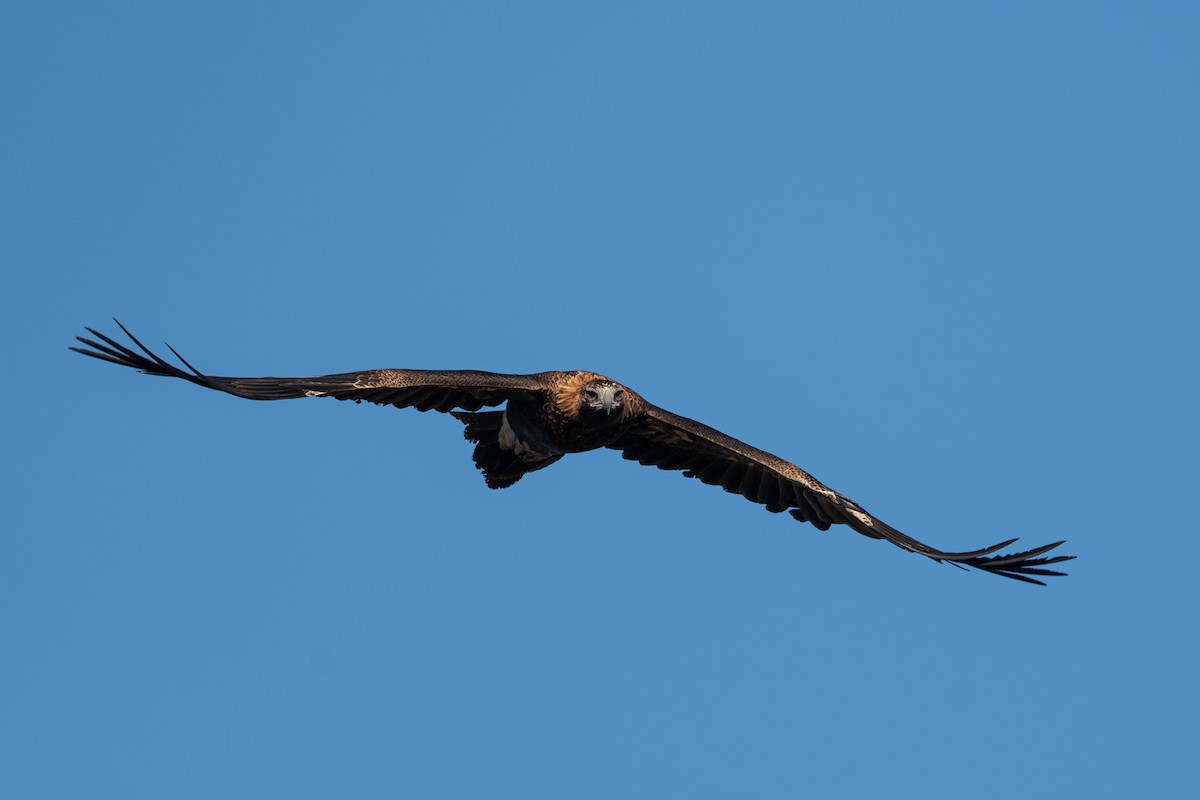 Wedge-tailed Eagle - ML616574618
