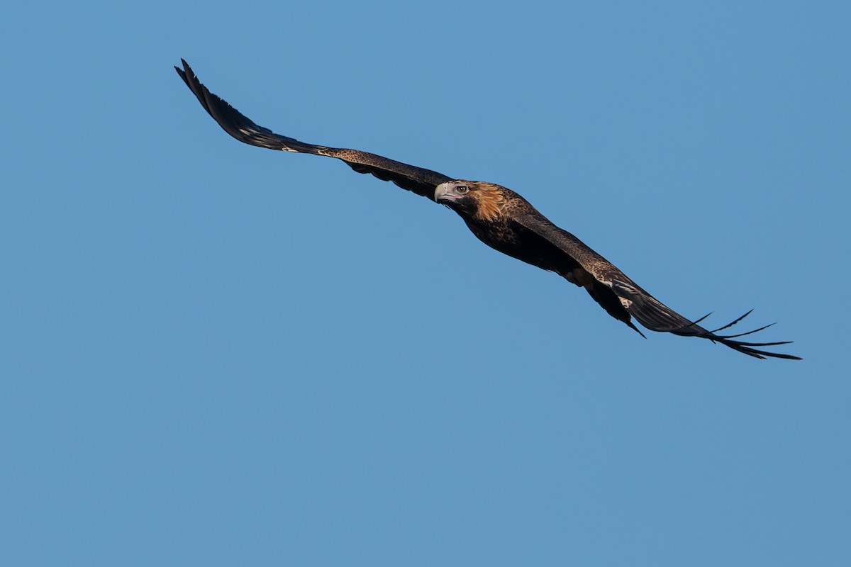 Wedge-tailed Eagle - ML616574619