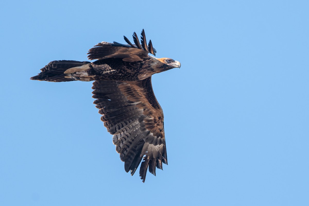 Wedge-tailed Eagle - ML616574620