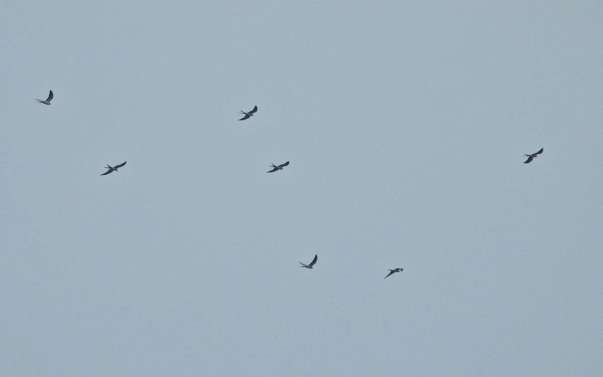 Swallow-tailed Kite - ML616574650