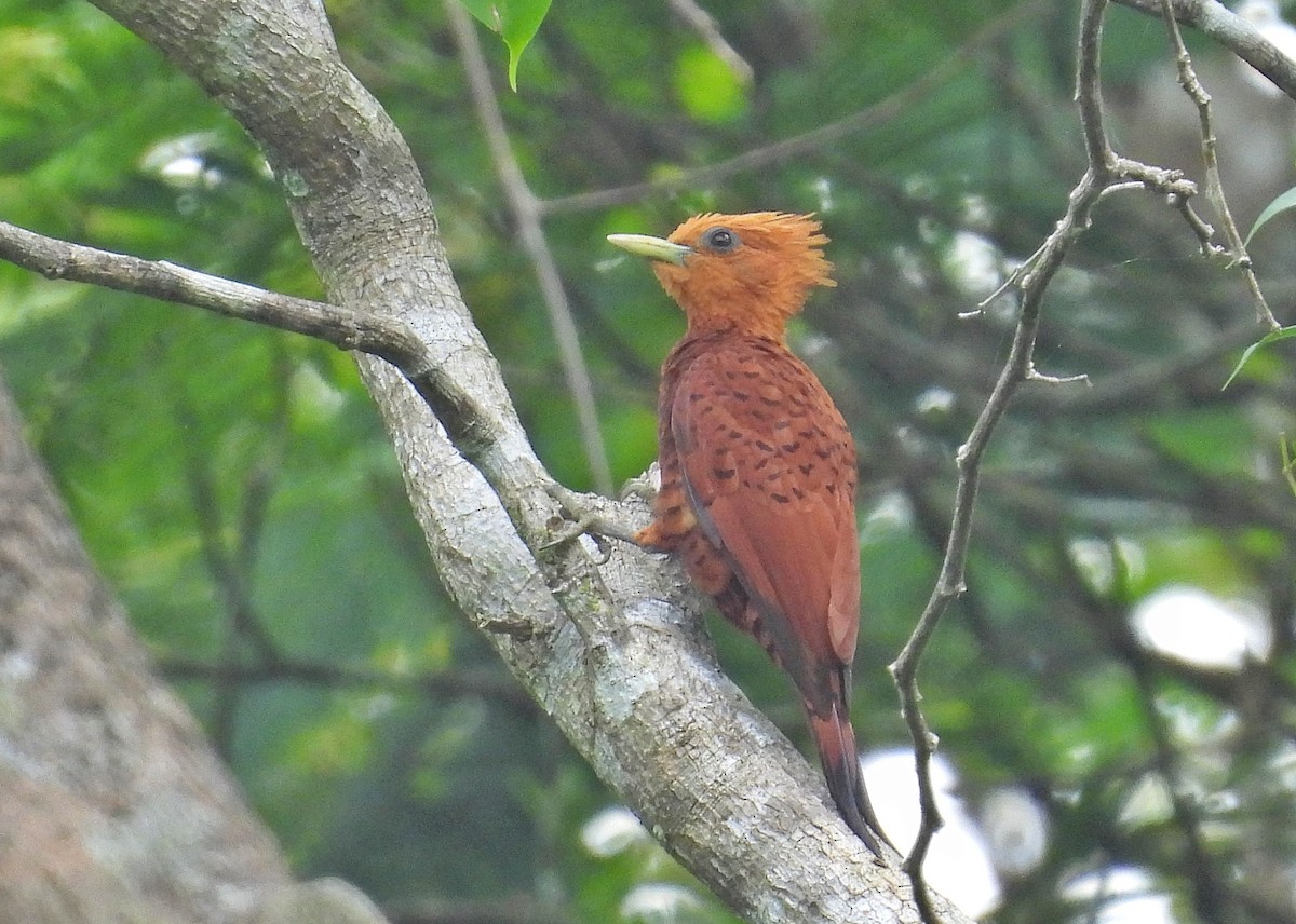 Chestnut-colored Woodpecker - ML616574658