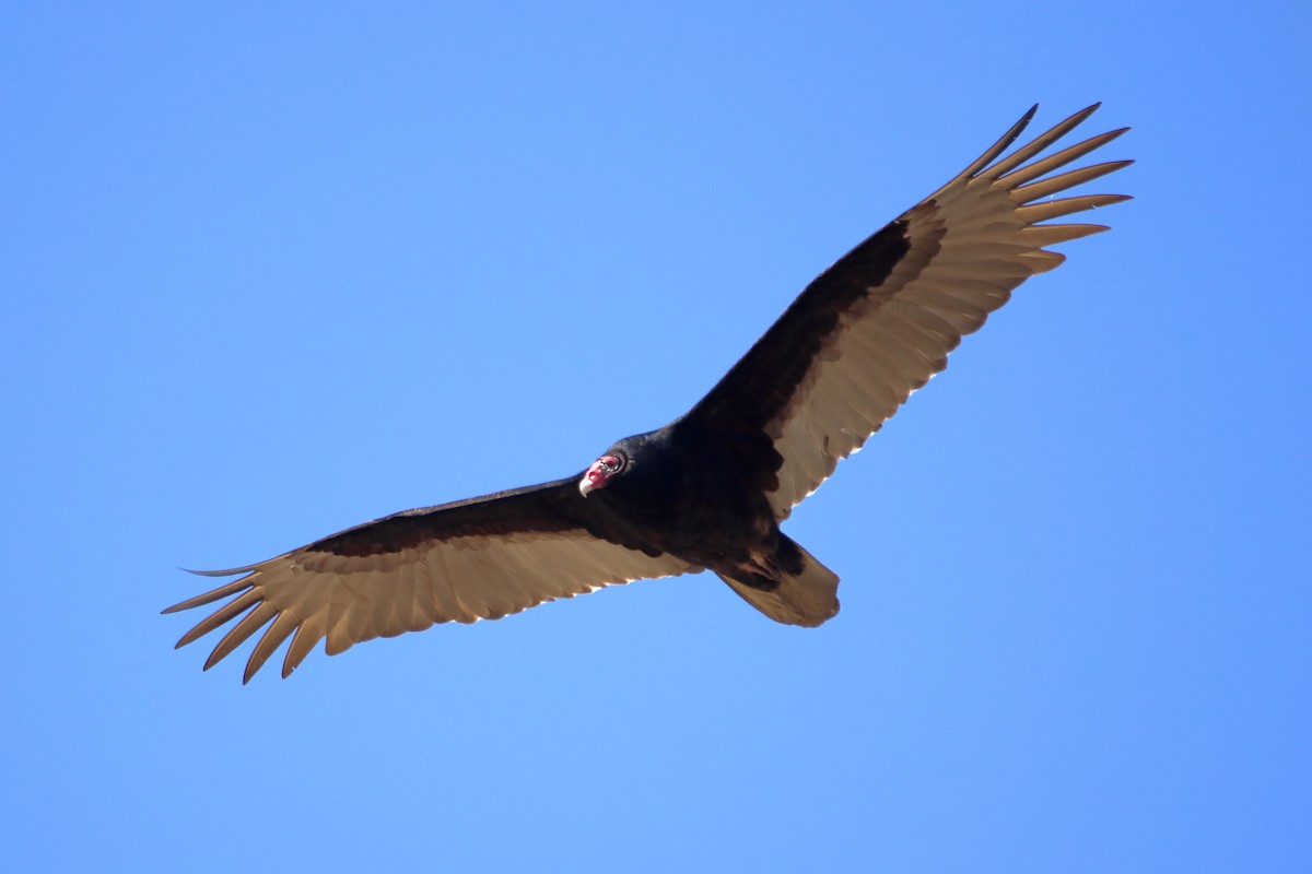 Turkey Vulture - ML616574667