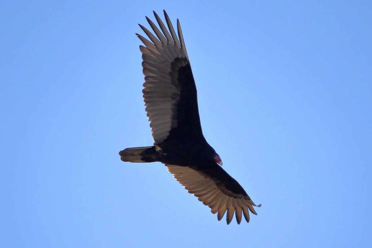 Turkey Vulture - ML616574671