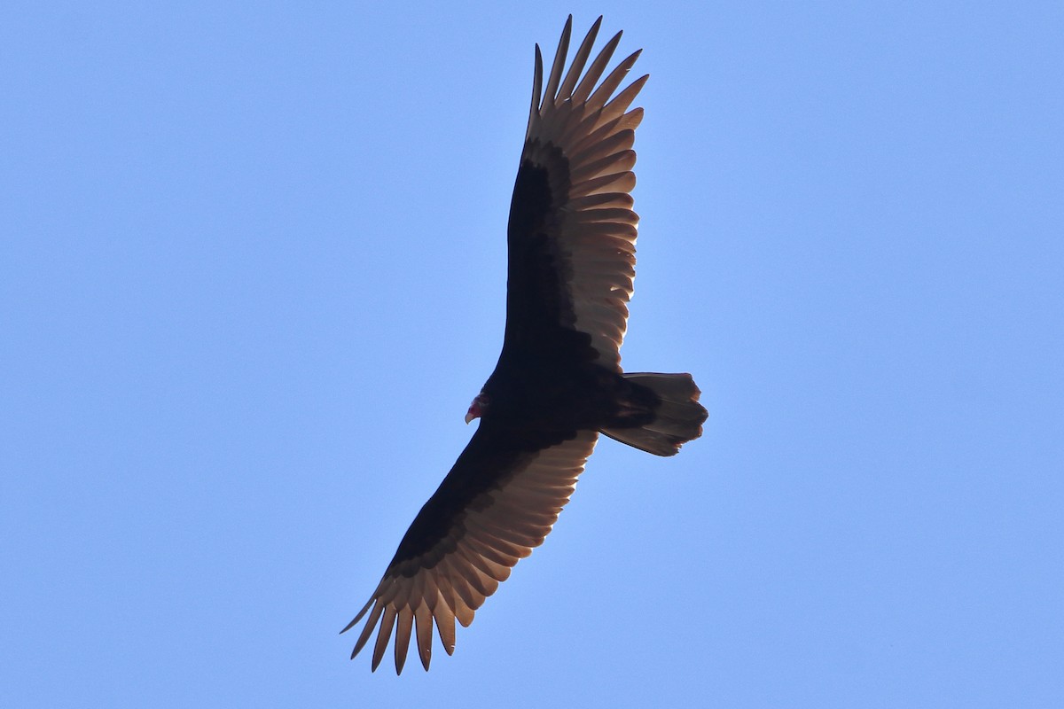 Turkey Vulture - Daniel  Bellich