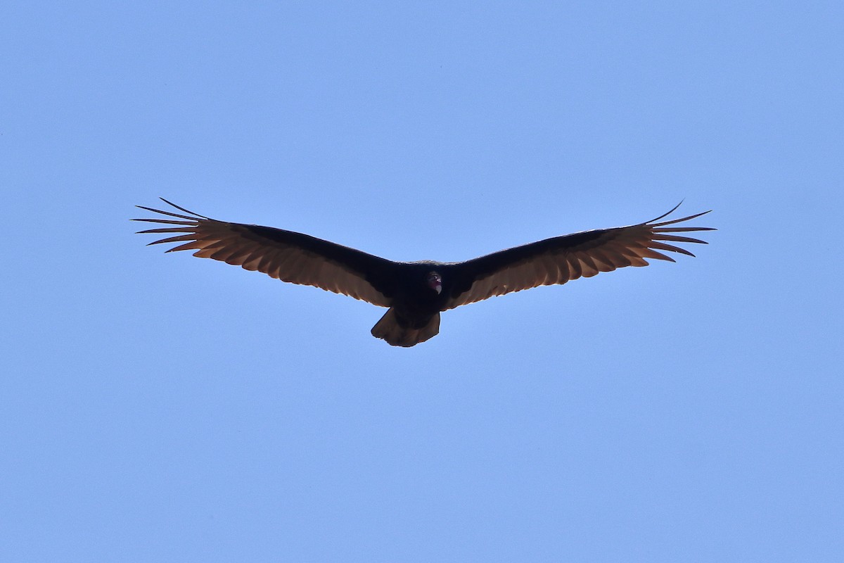 Turkey Vulture - ML616574673