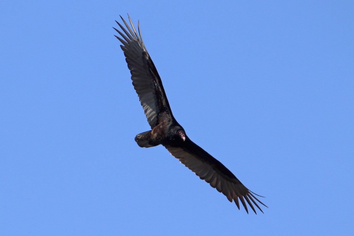 Turkey Vulture - Daniel  Bellich