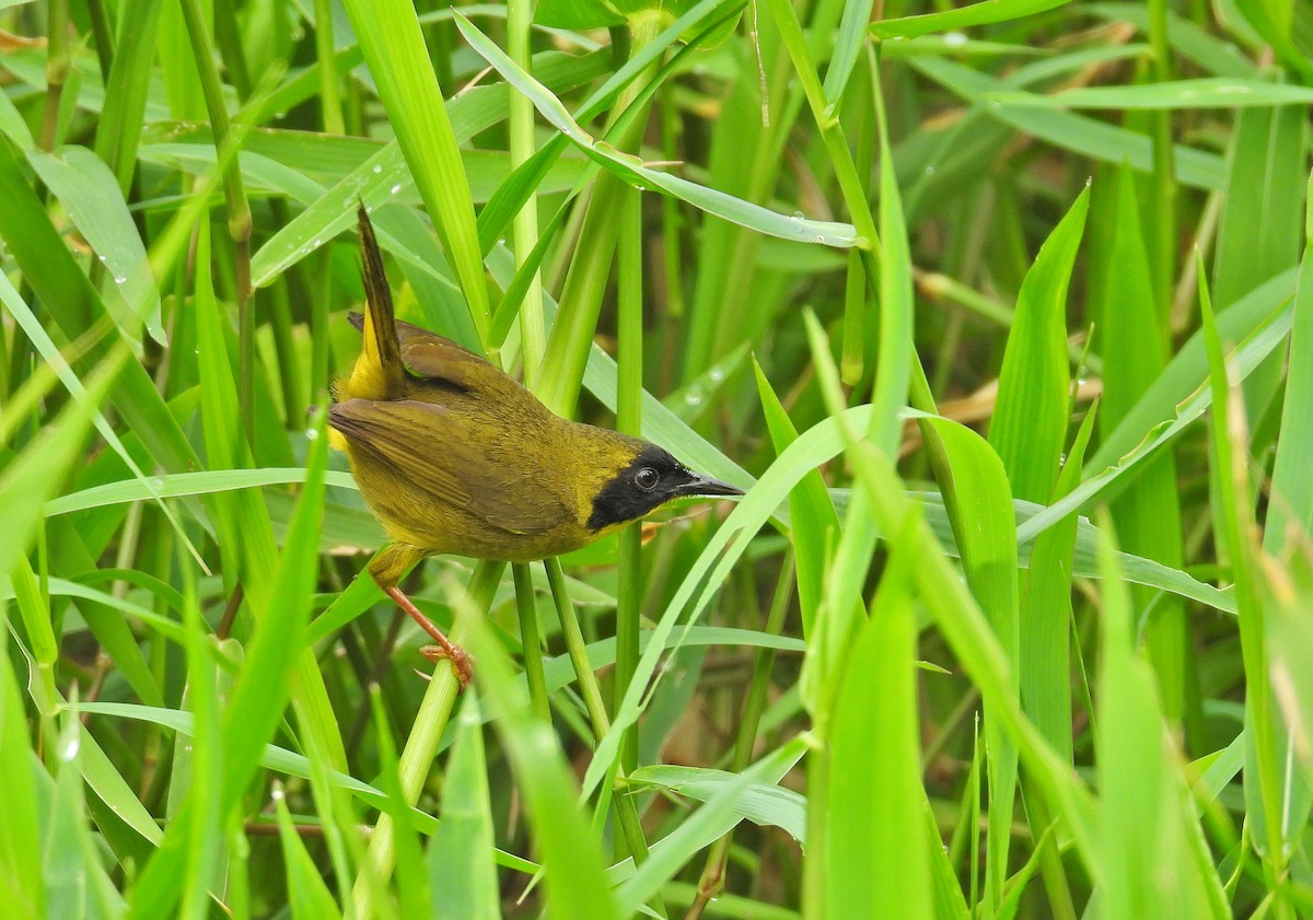 Olive-crowned Yellowthroat - ML616574680