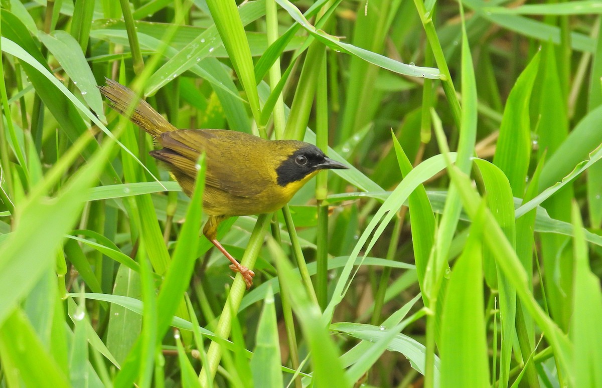 Olive-crowned Yellowthroat - ML616574681