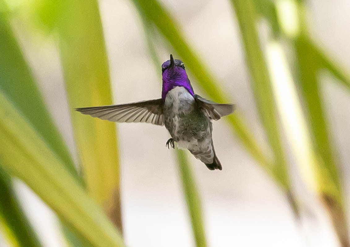 Costa's Hummingbird - Larry Schmahl