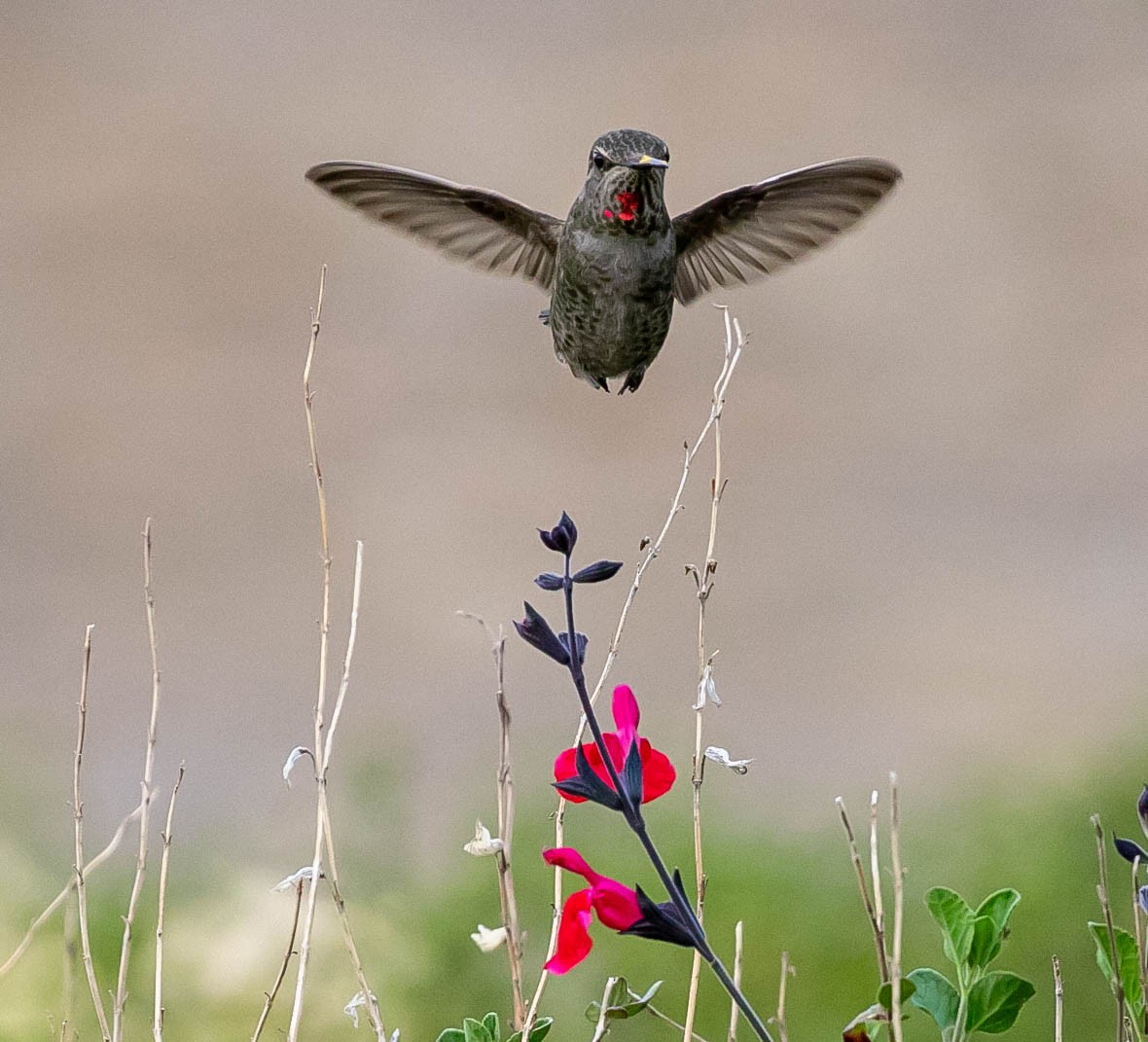 Anna's Hummingbird - Larry Schmahl