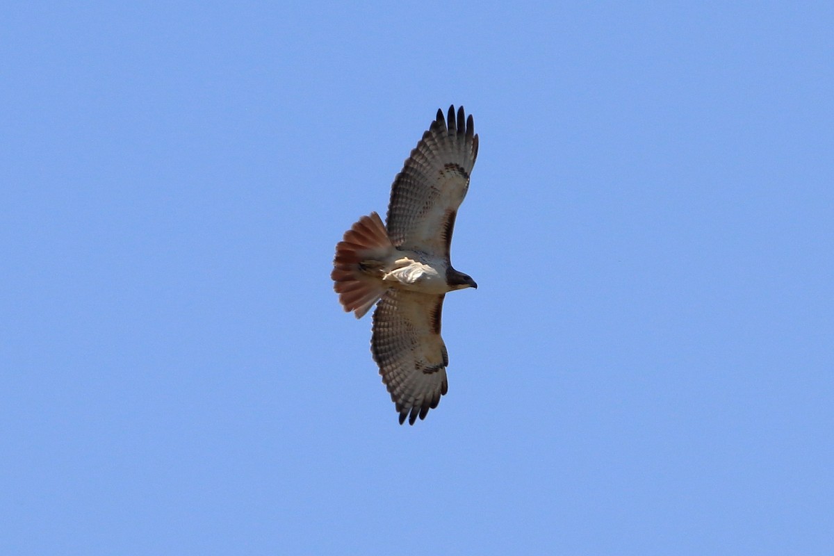 Red-tailed Hawk (borealis) - Daniel  Bellich