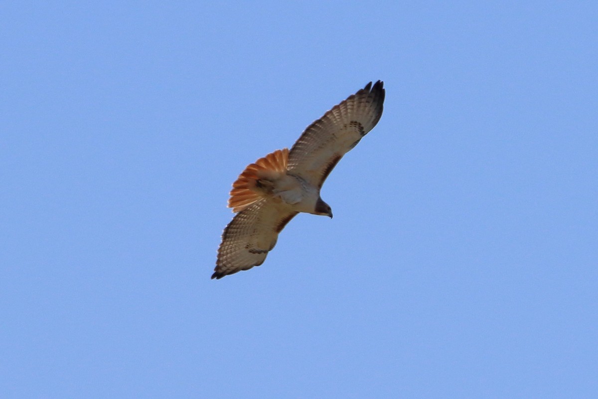 Red-tailed Hawk (borealis) - ML616574701