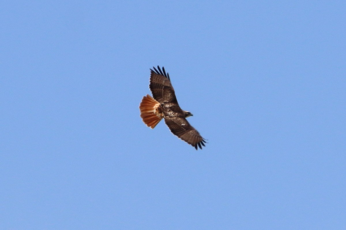 Red-tailed Hawk (borealis) - ML616574702