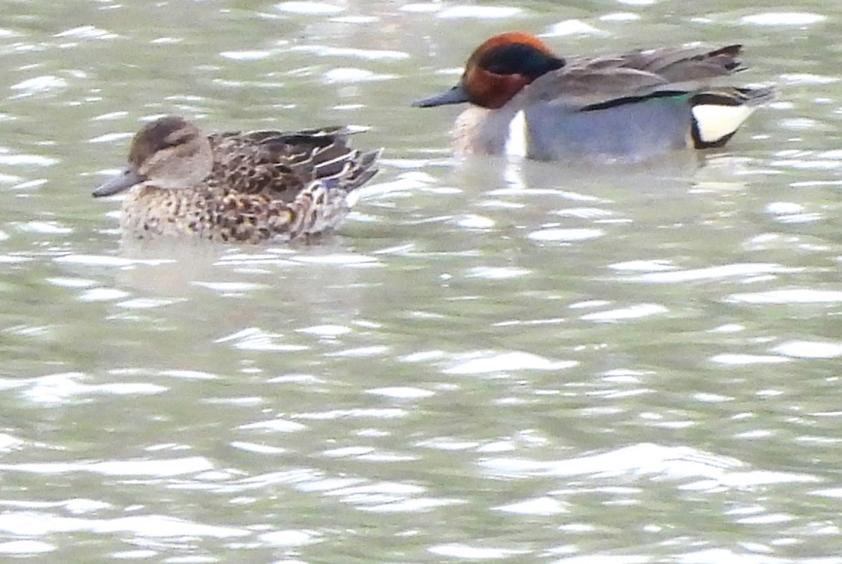 Green-winged Teal - ML616574712