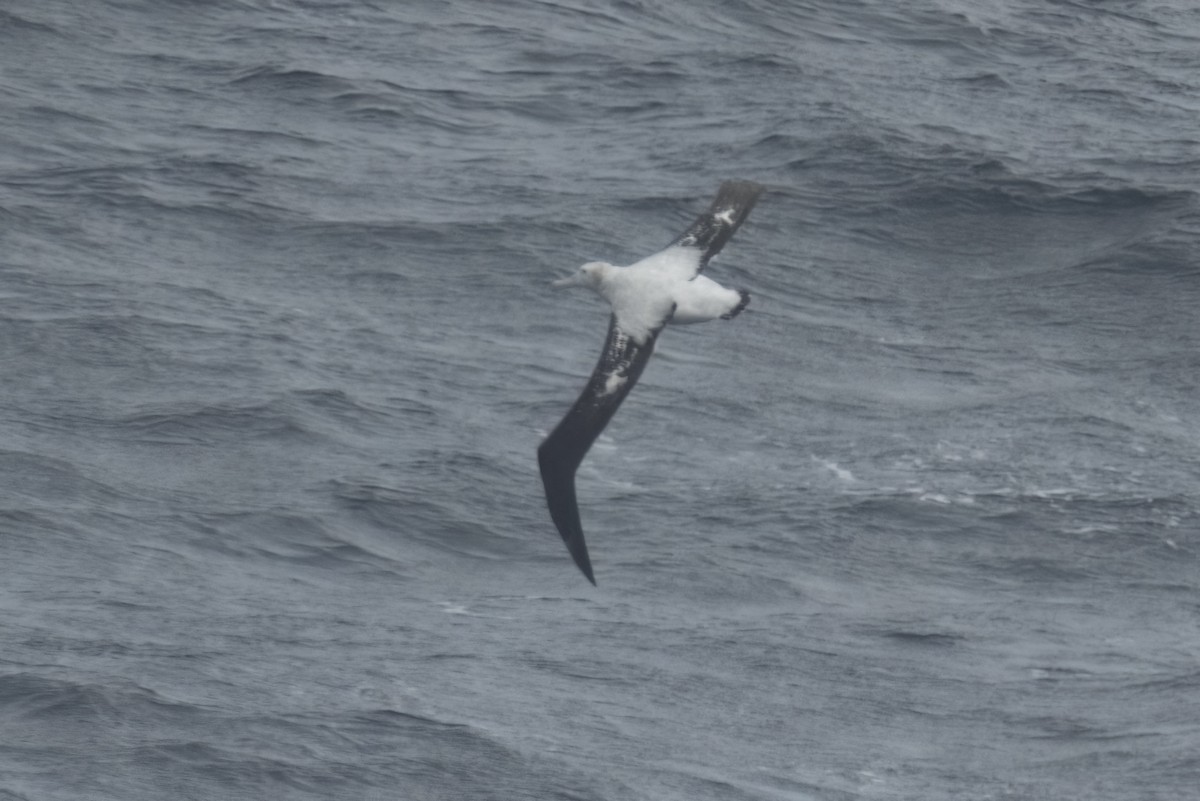 Snowy Albatross - ML616574757